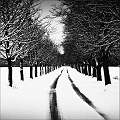 Avenue of Trees in Snow by David Kelly